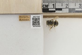Media type: image;   Entomology 792442 Aspect: Labels